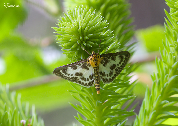 finalmente l''ho beccata, Eurrhypara hortulata